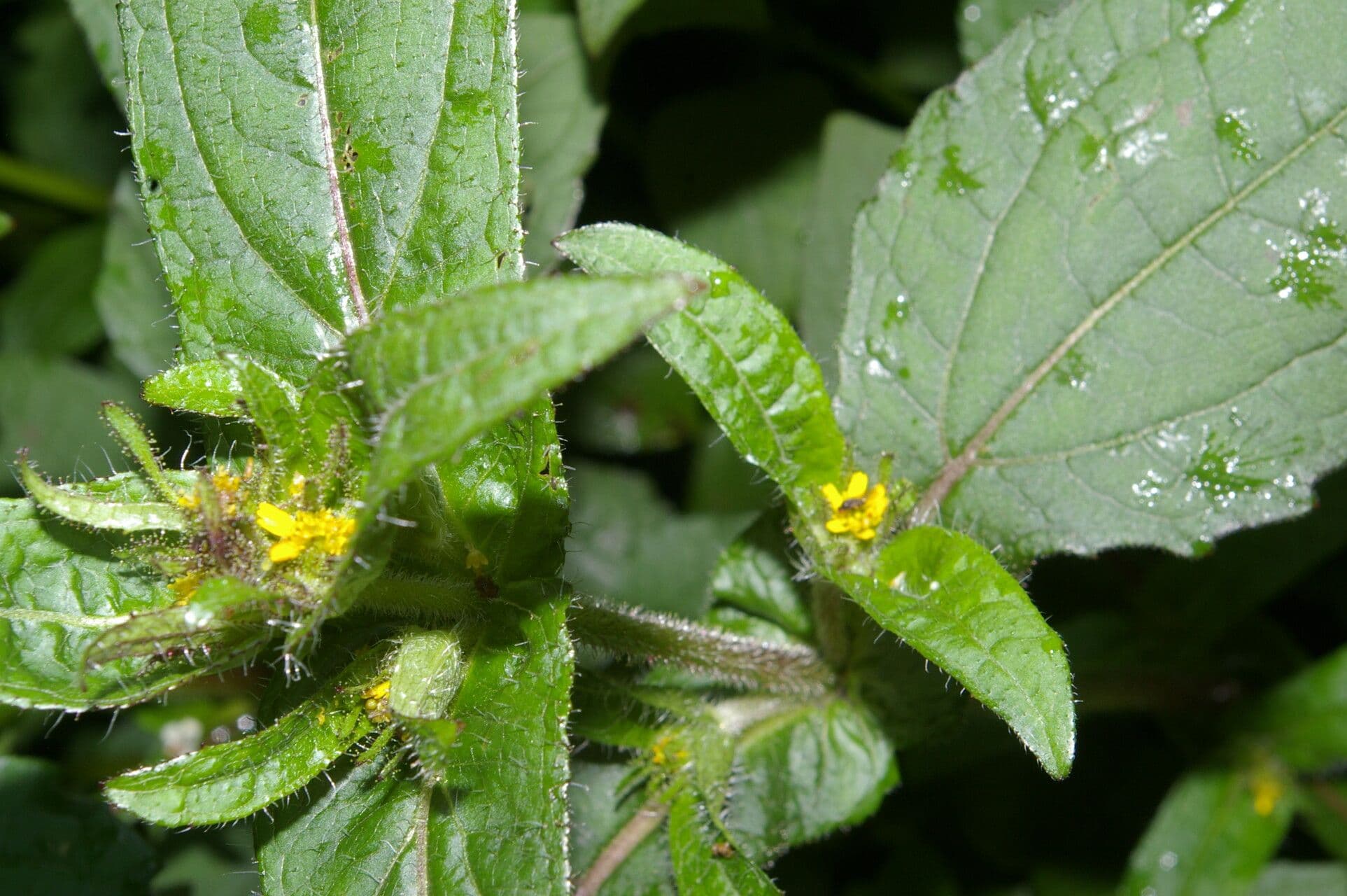 Sigesbeckia