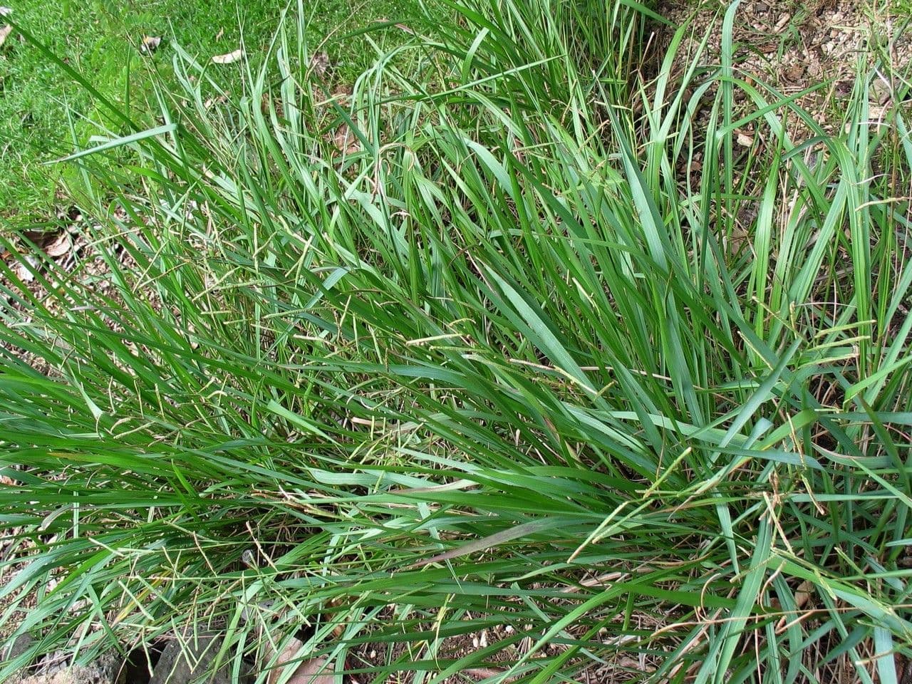 Paspalum scrobiculatum 12