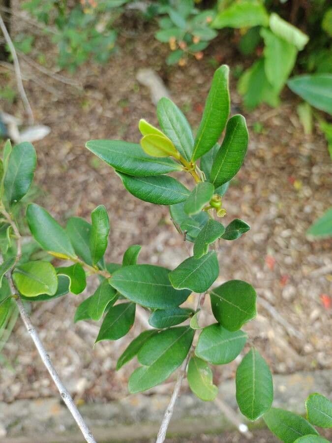 Myrcia 6