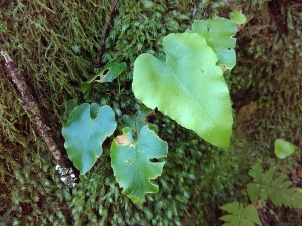 Asplenium hemionitis 8