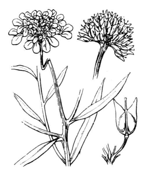 Iberka okolíkatá 27