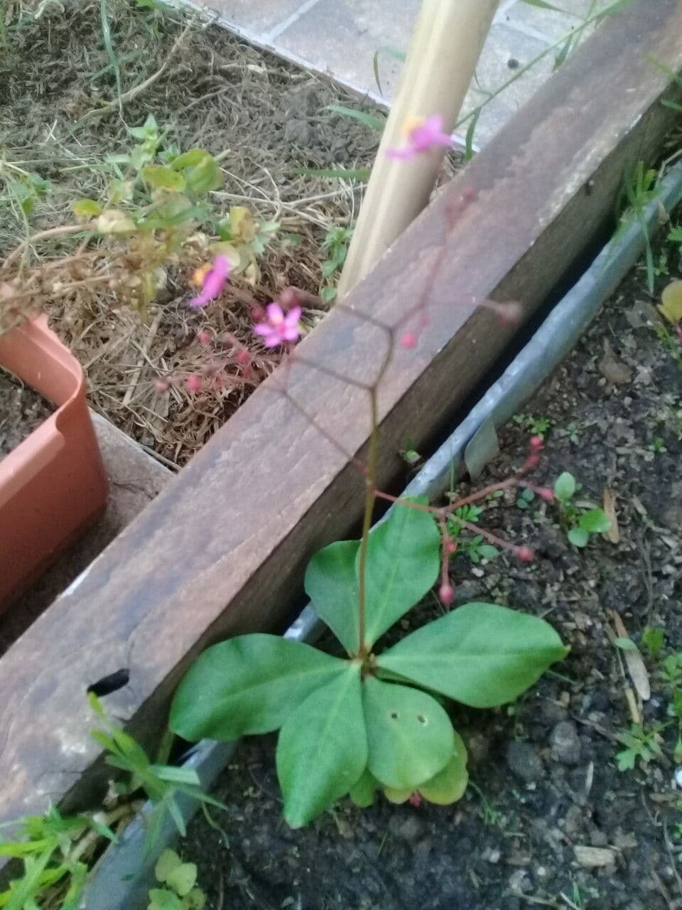 Talinum paniculatum 26