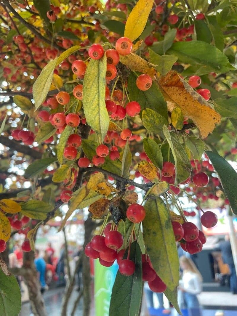 Pommier