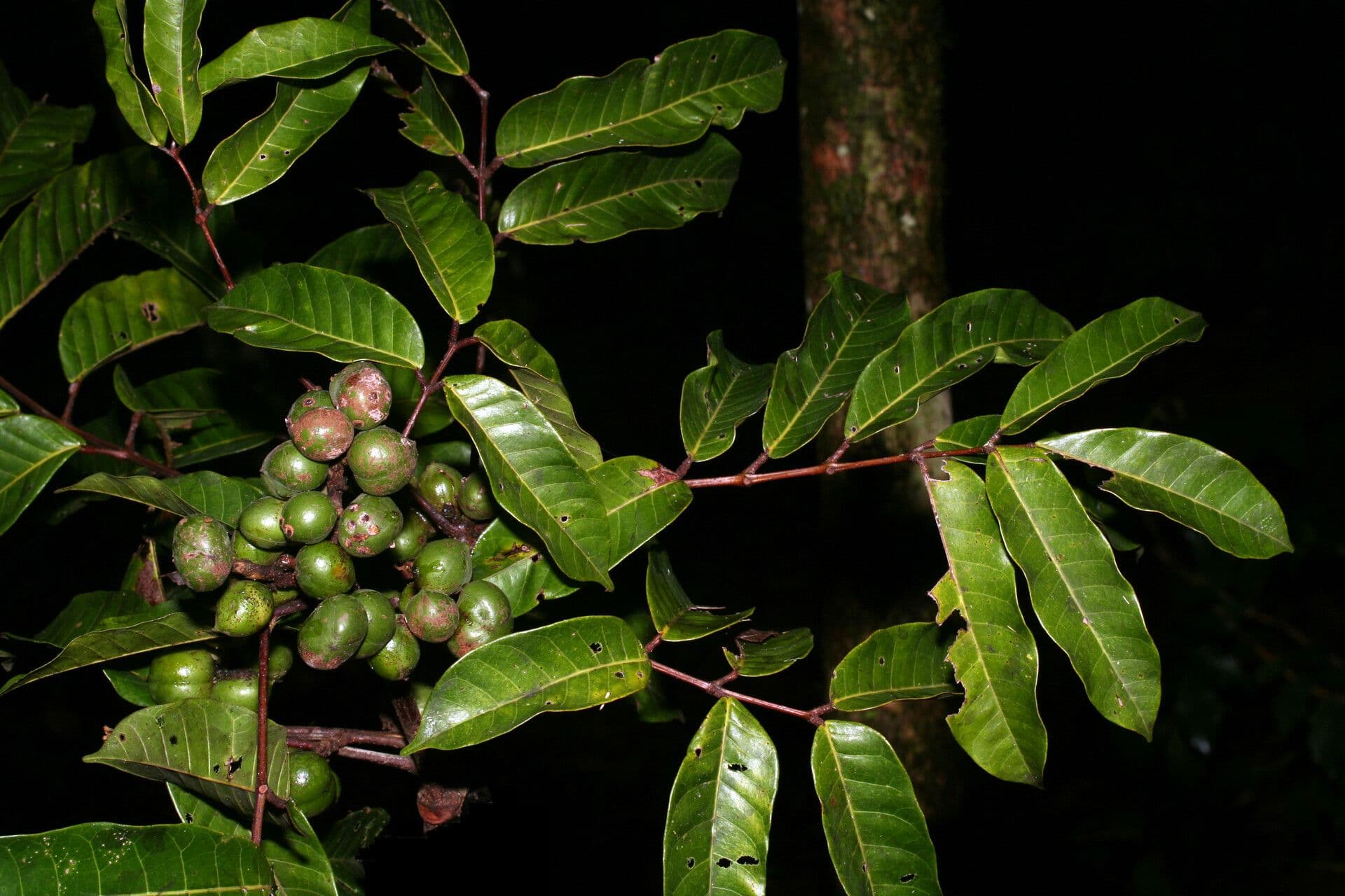 Protium tenuifolium 4