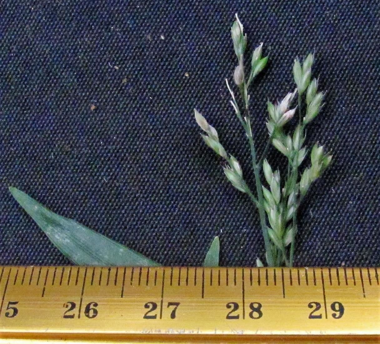 Ichnanthus 3