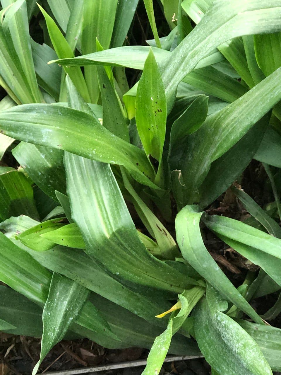 Zygopetalum 14