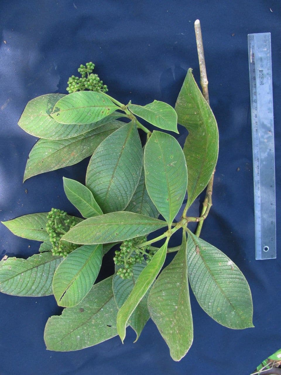 Psychotria 9