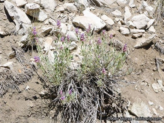 Salvia pachyphylla 9