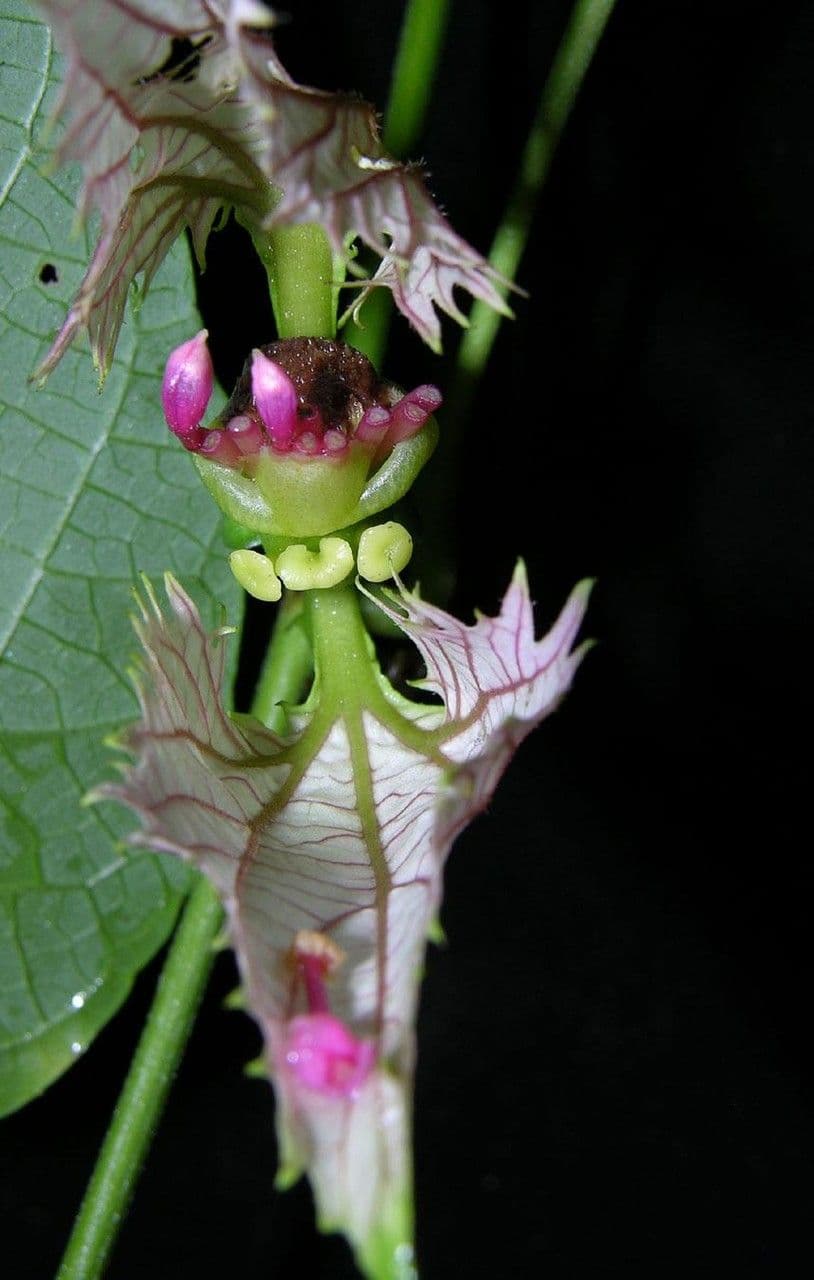 Dalechampia dioscoreifolia 3