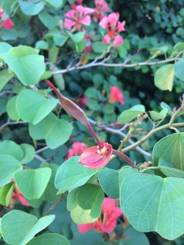 Bauhinia galpinii 3