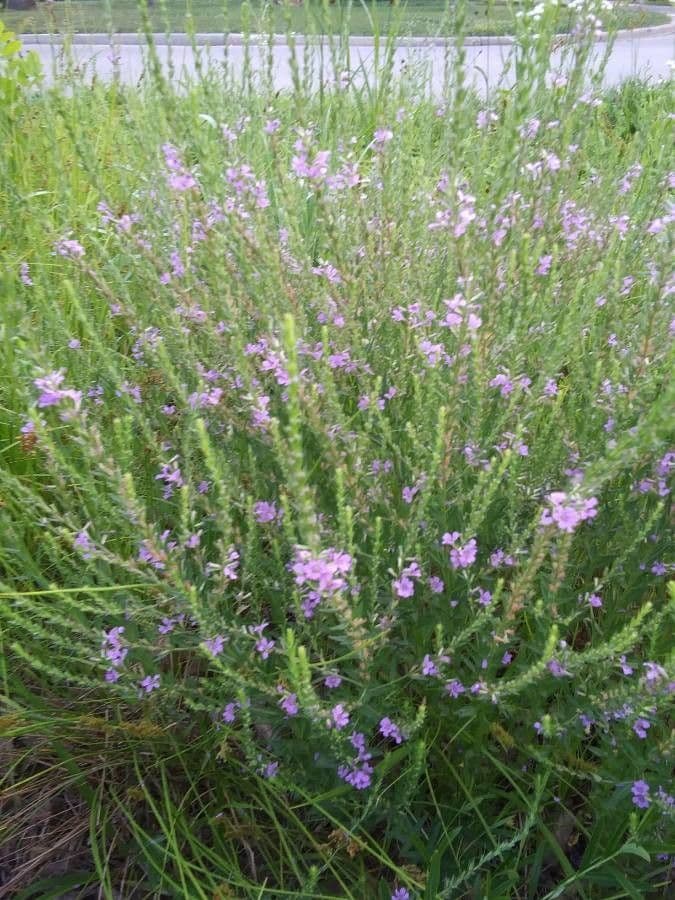 Salcerella lanceololata 2