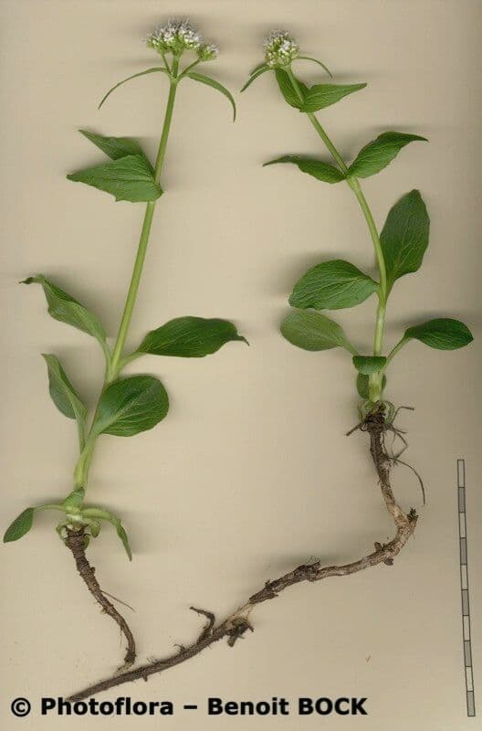 Dwarf valerian 21