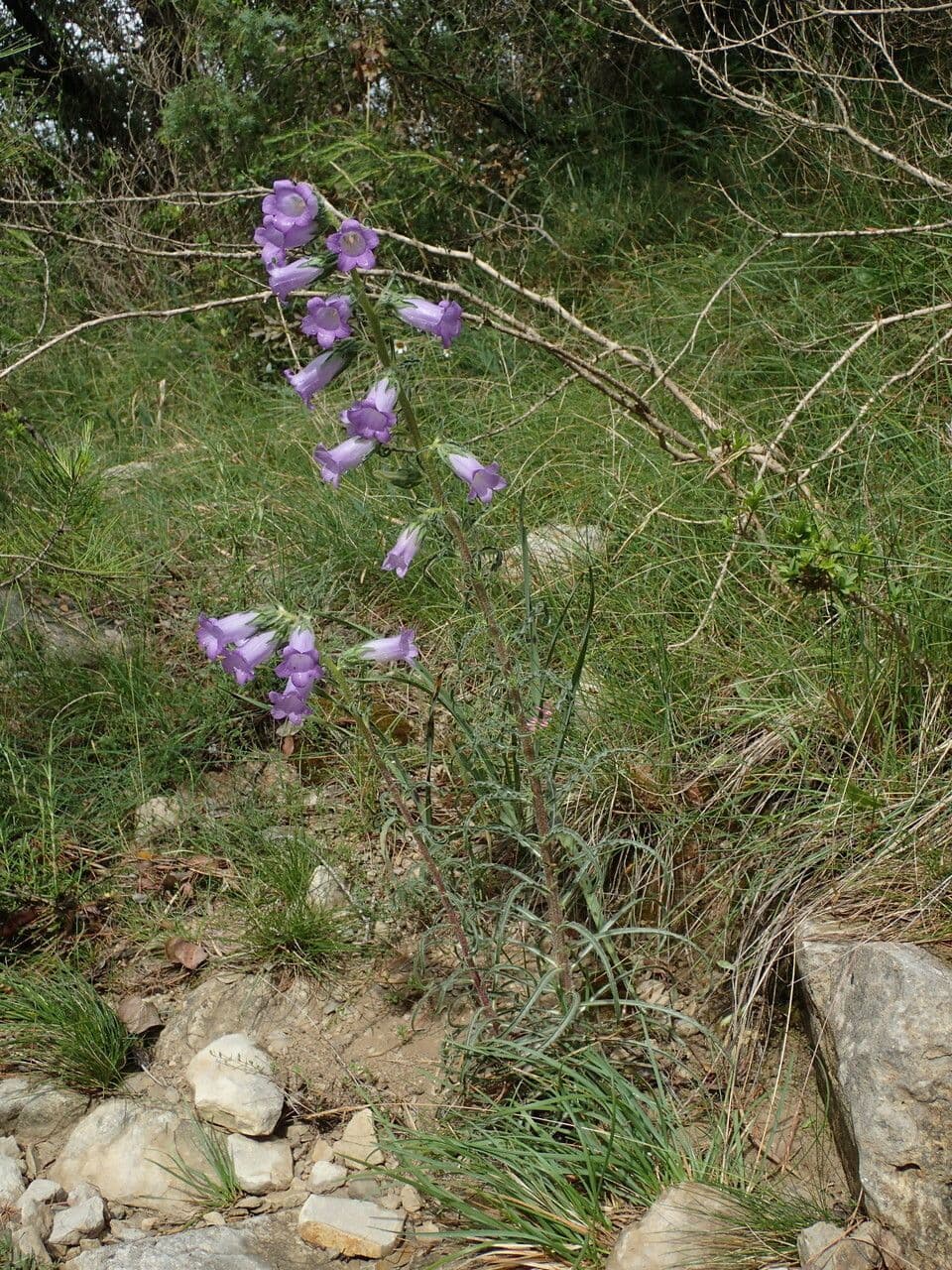 Campanula speciosa 8