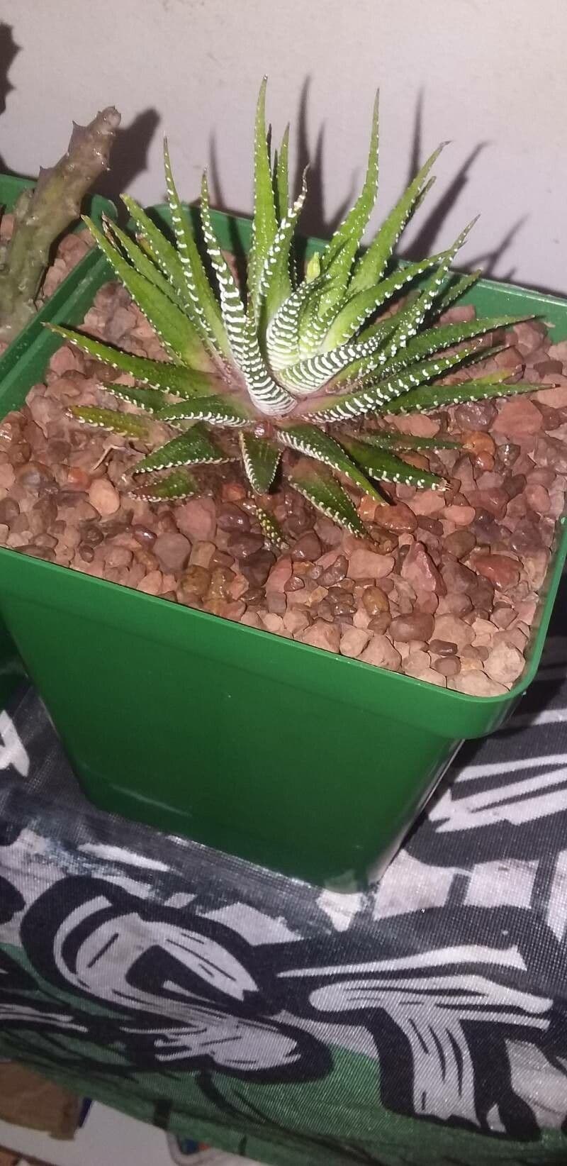 Pianta zebra