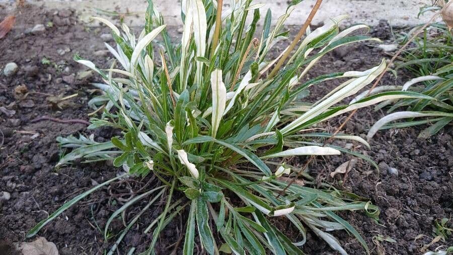 Gazania 18