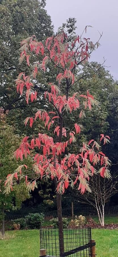 Oxydendrum 18