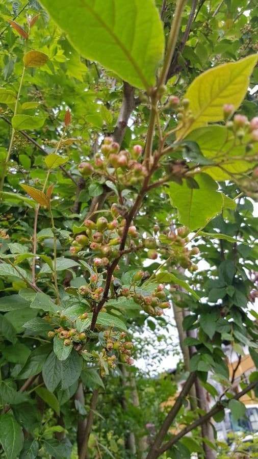 Cotonéaster 6