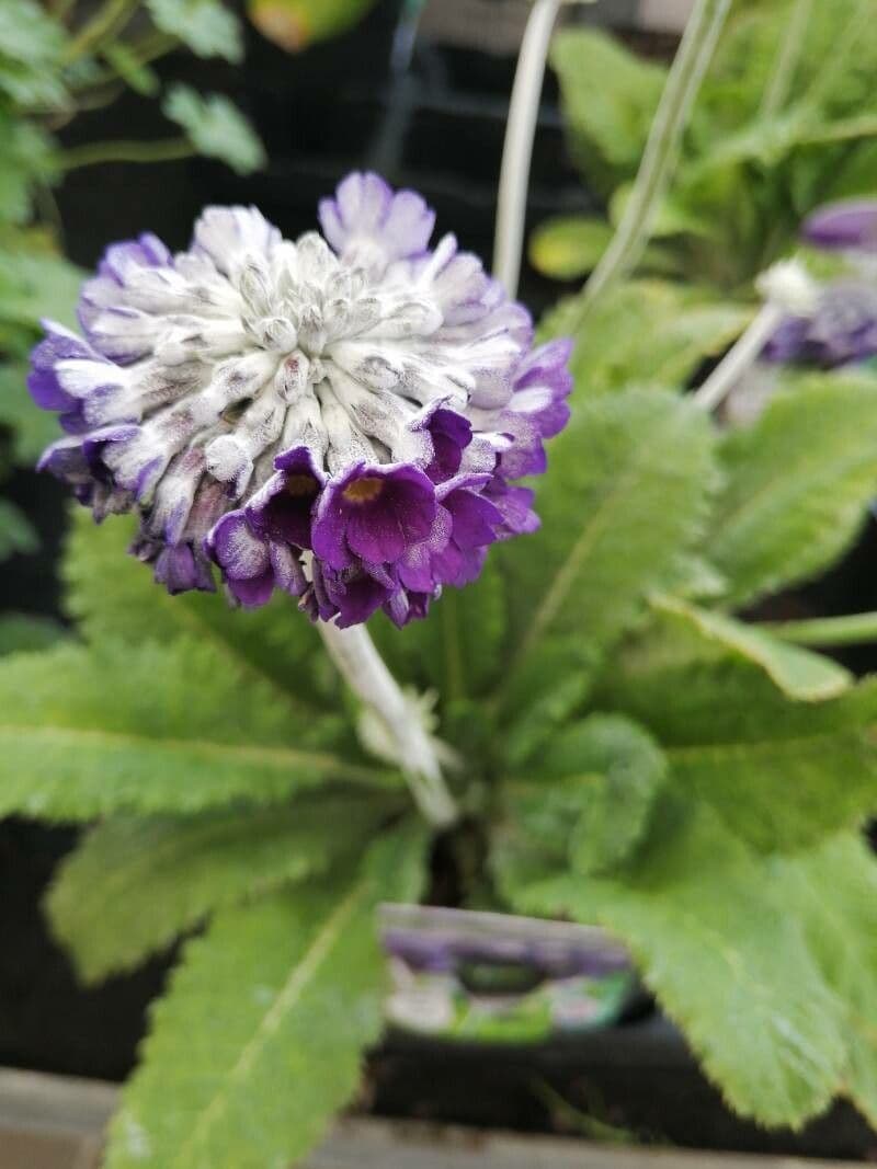 Primula capitata