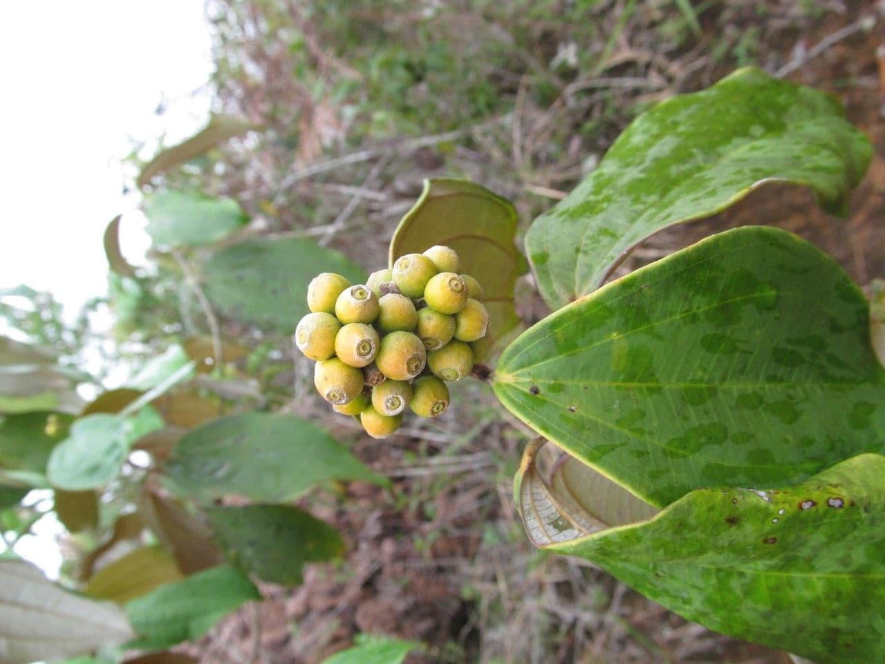 Mikonie