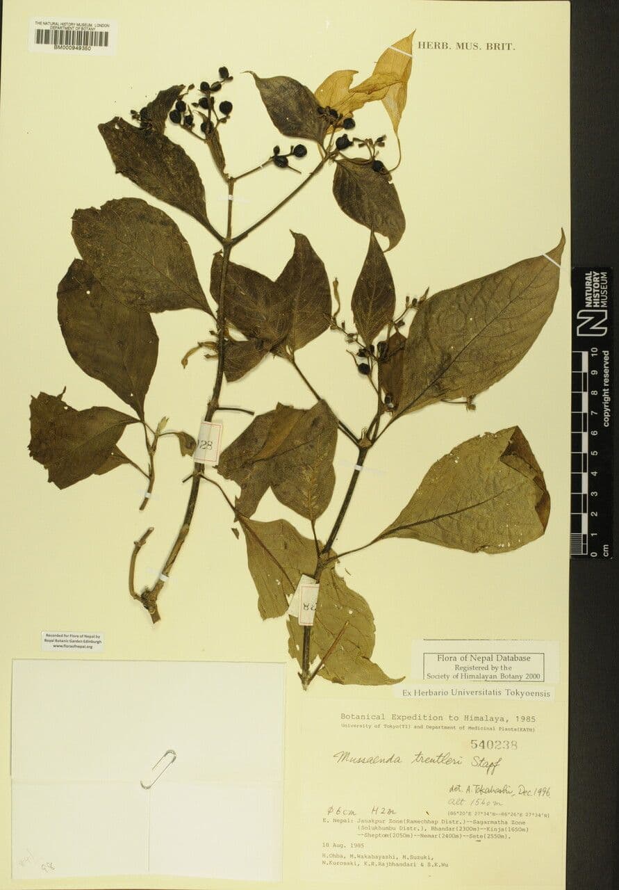 Mussaenda 8