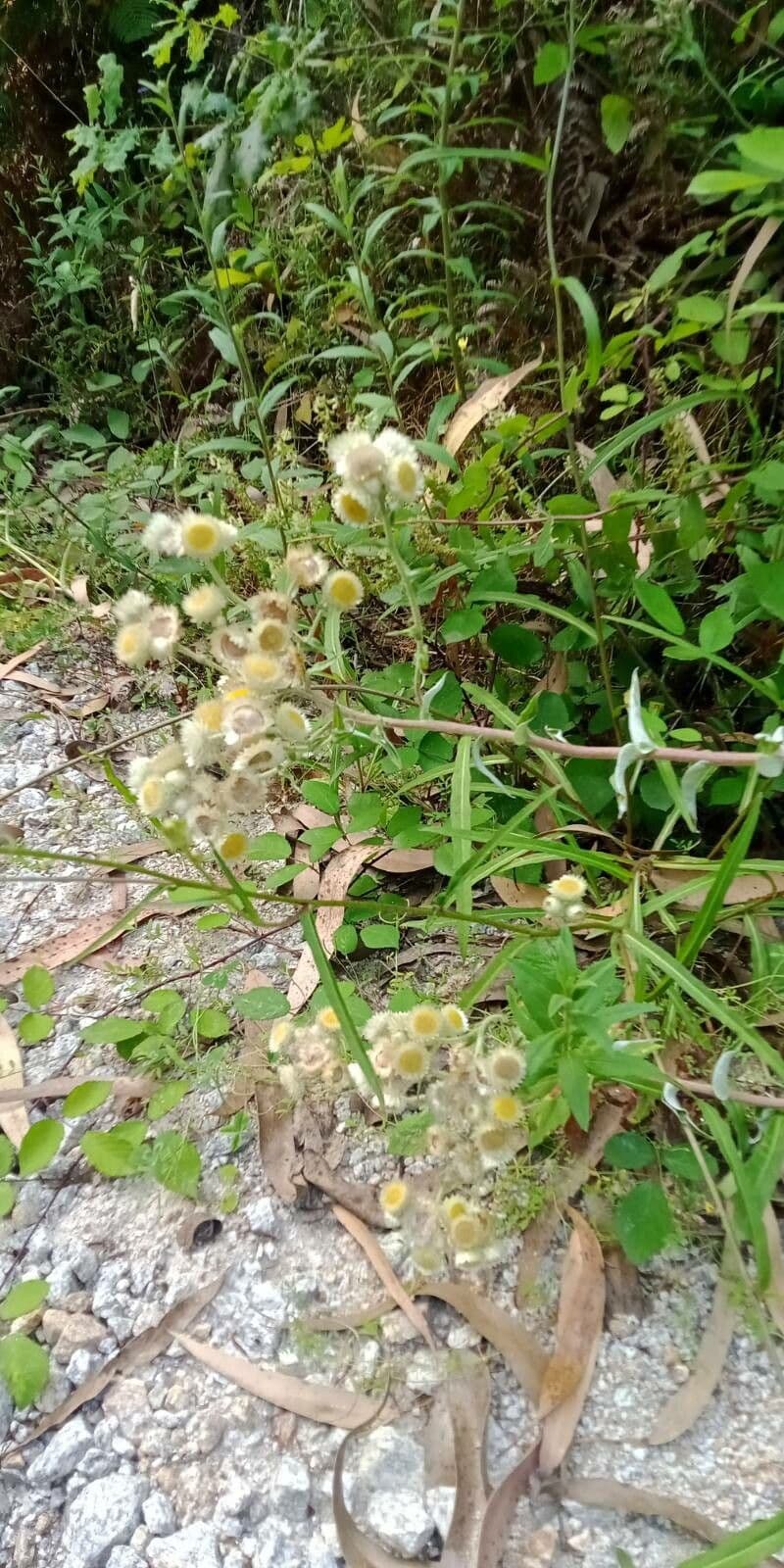 Stinkende Strohblume 2