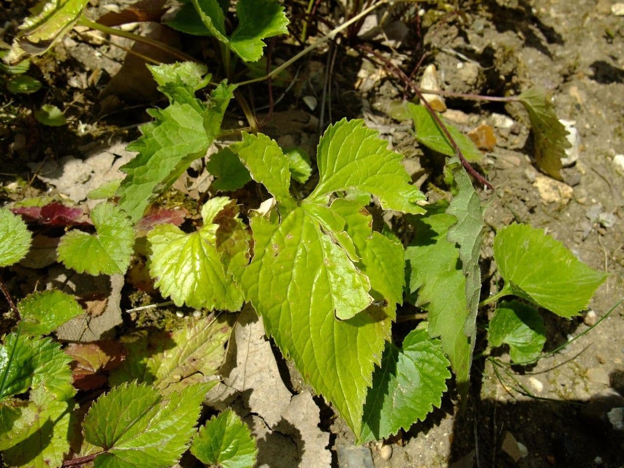 Campanula puntata 14