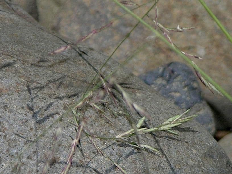 Eragrostis 3
