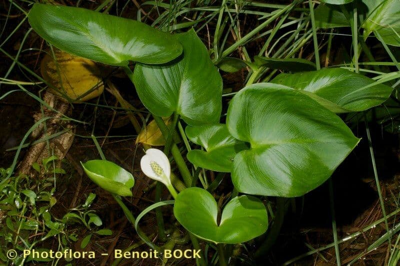 Calla di palude 26