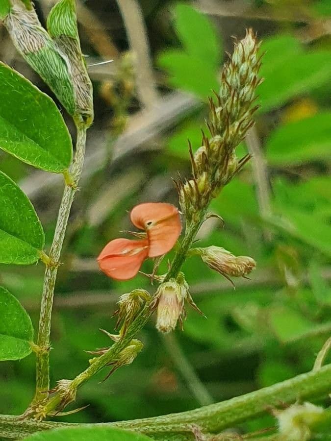 Indigofera 3