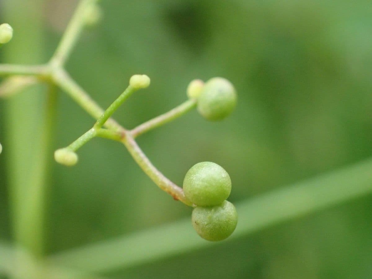 Caglio palustre 5