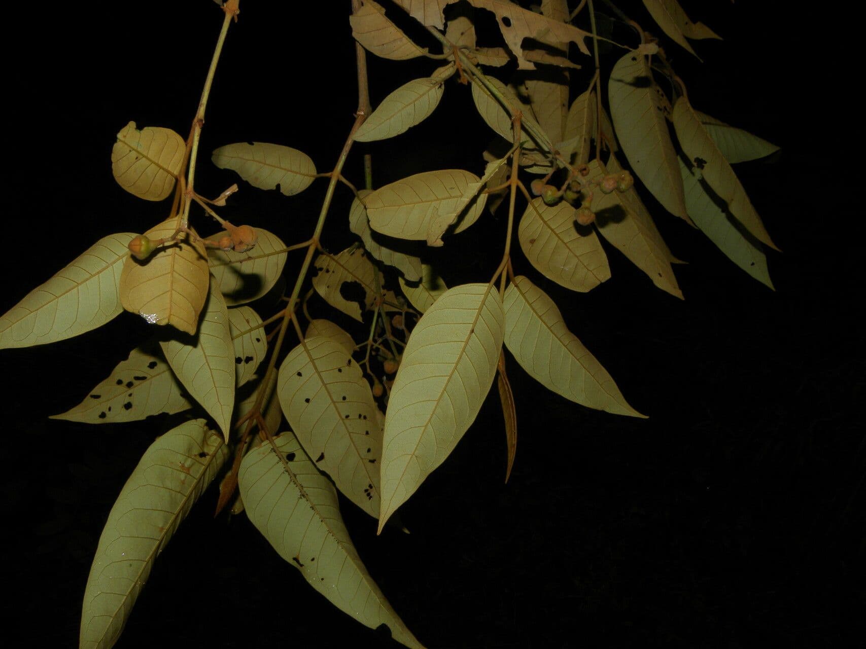 Vismia baccifera 2