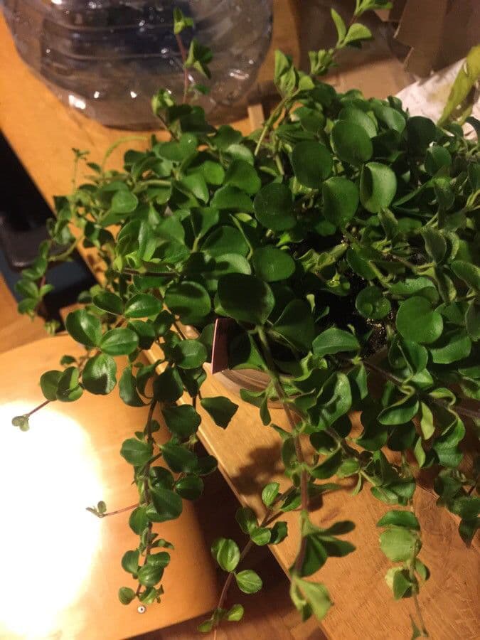 Peperomia 6