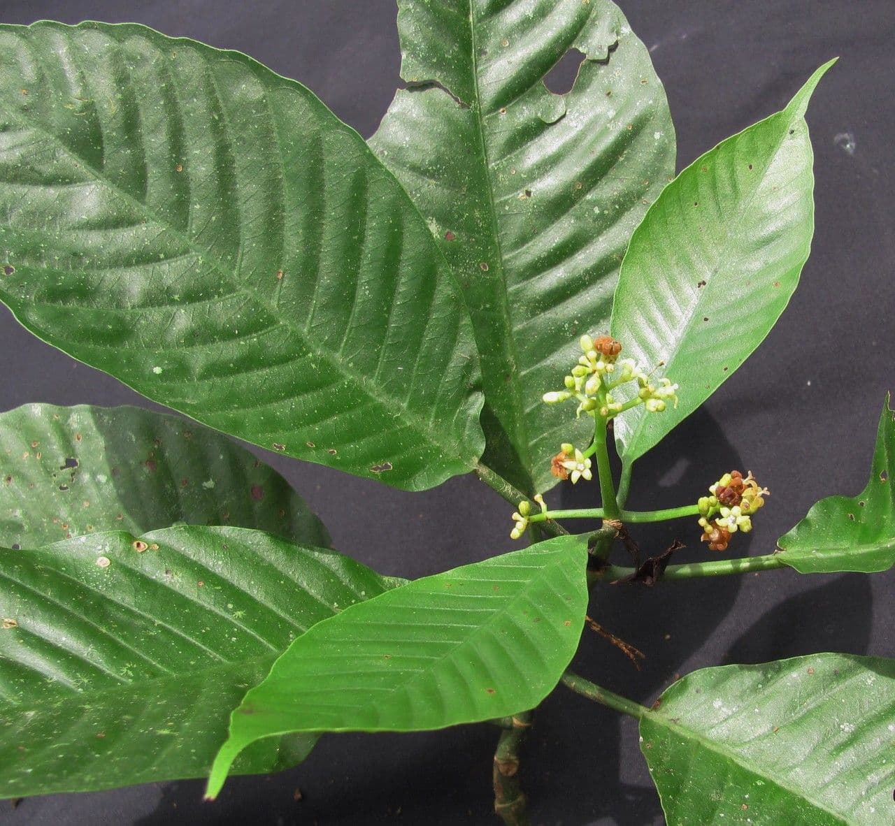 Psychotria 25