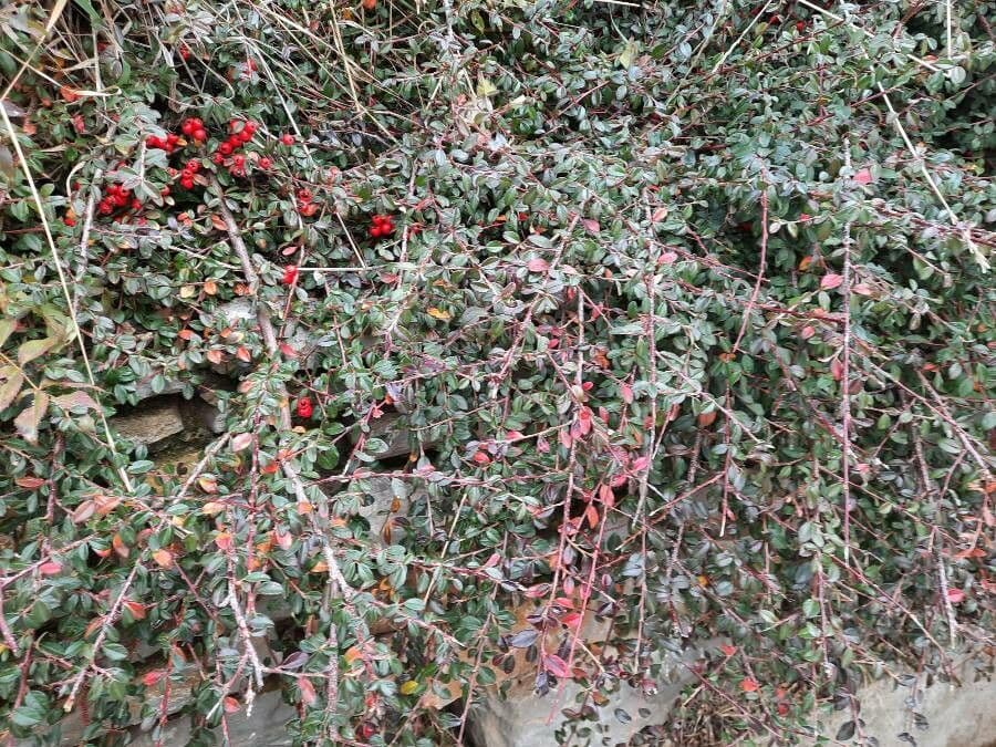 Cotoneaster di Dammer 15