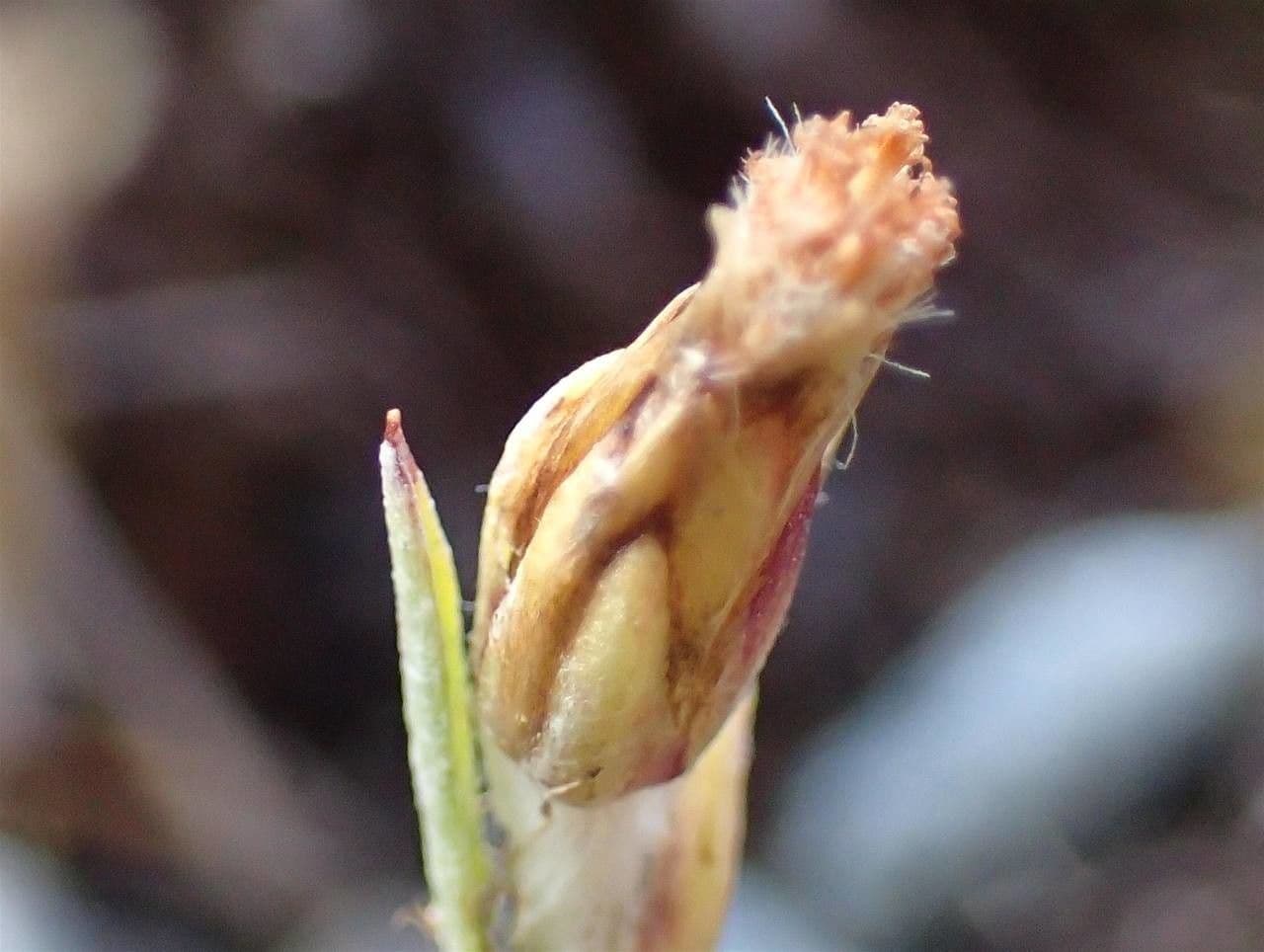 Gnaphalium nano
