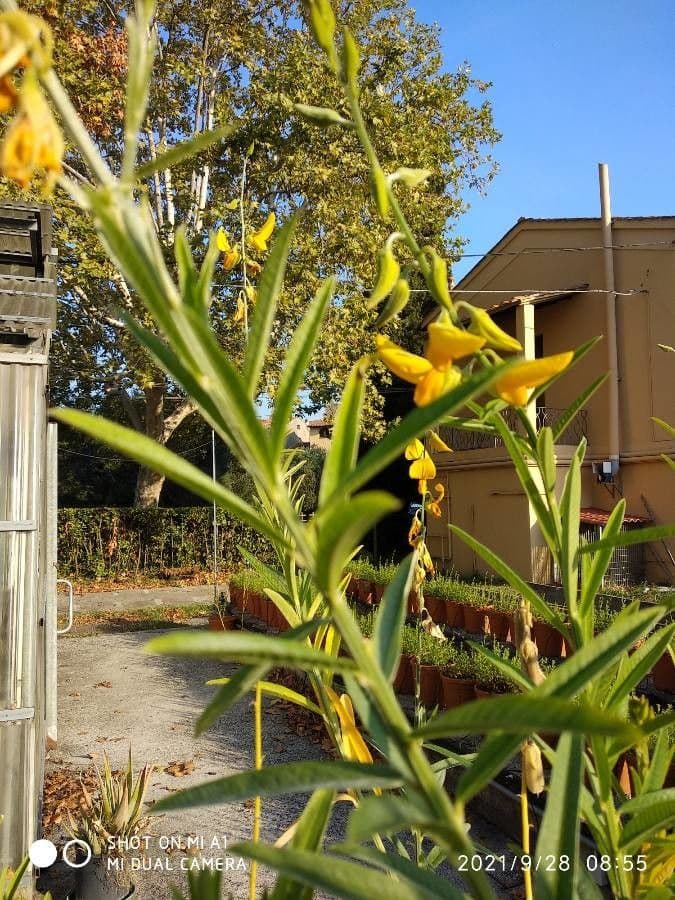 Crotalaria juncea 9