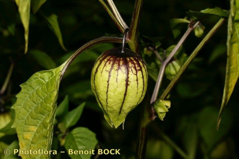 Moruše physalis 4