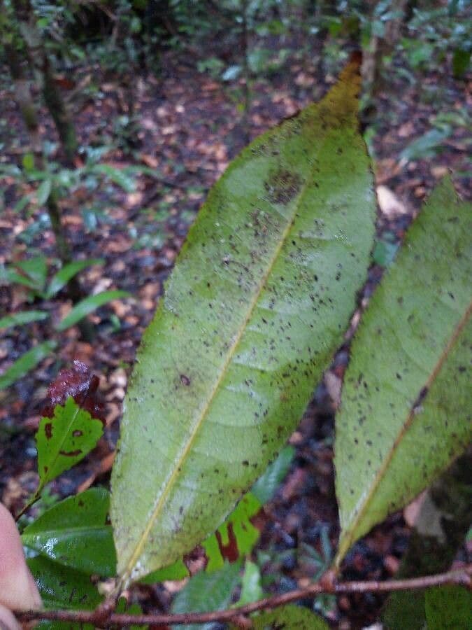 Sacoglottis 5