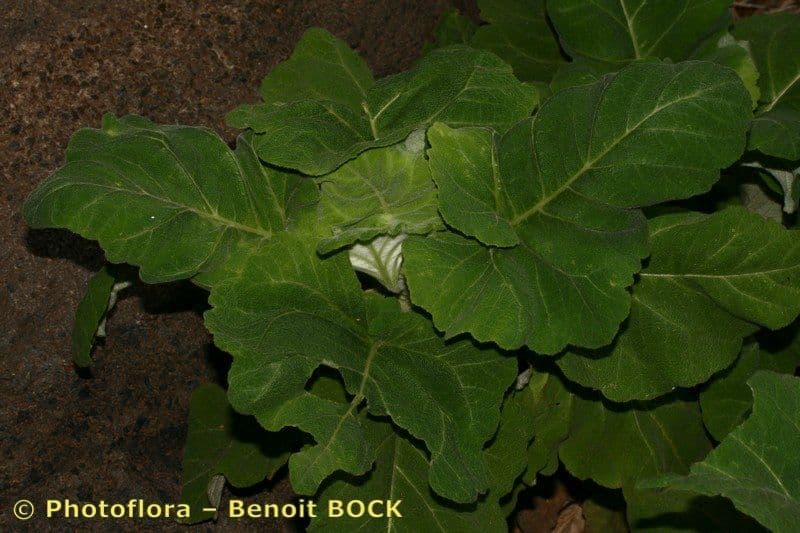 Salvia 12