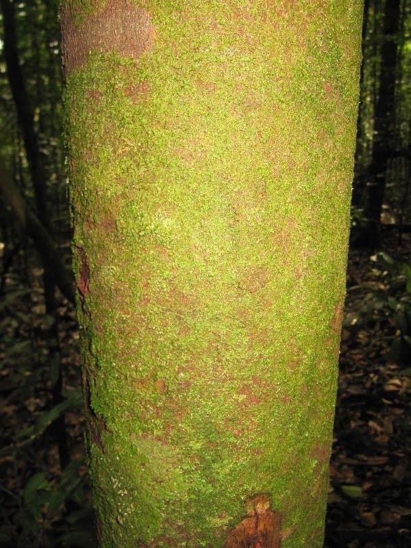 Xylopia 2