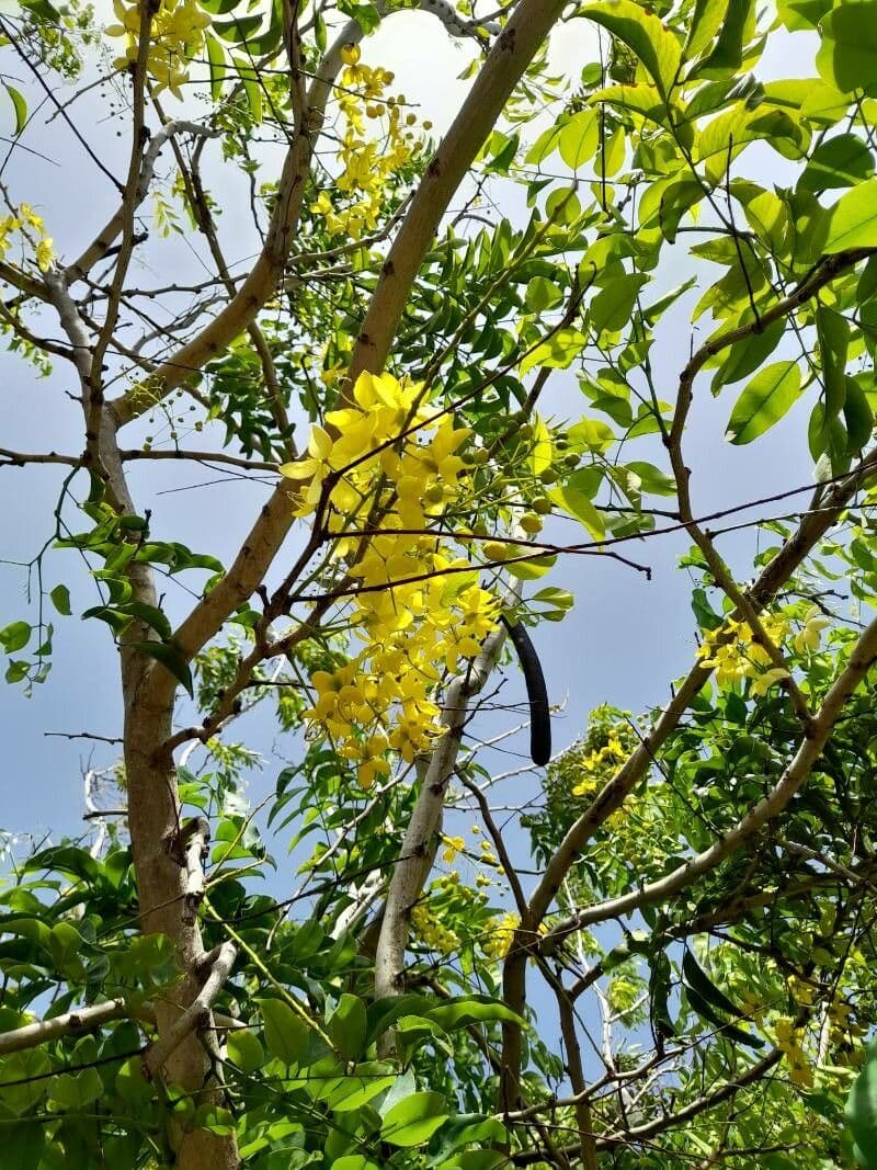 Cassia 28