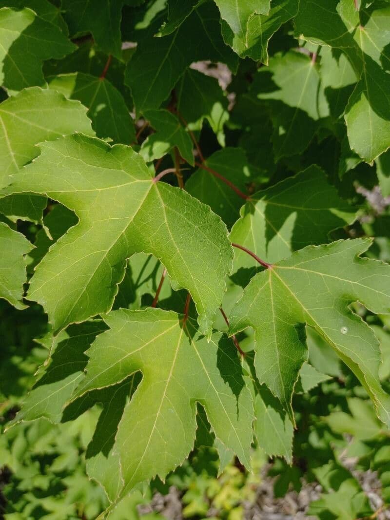 Formosa-Amberbaum 14