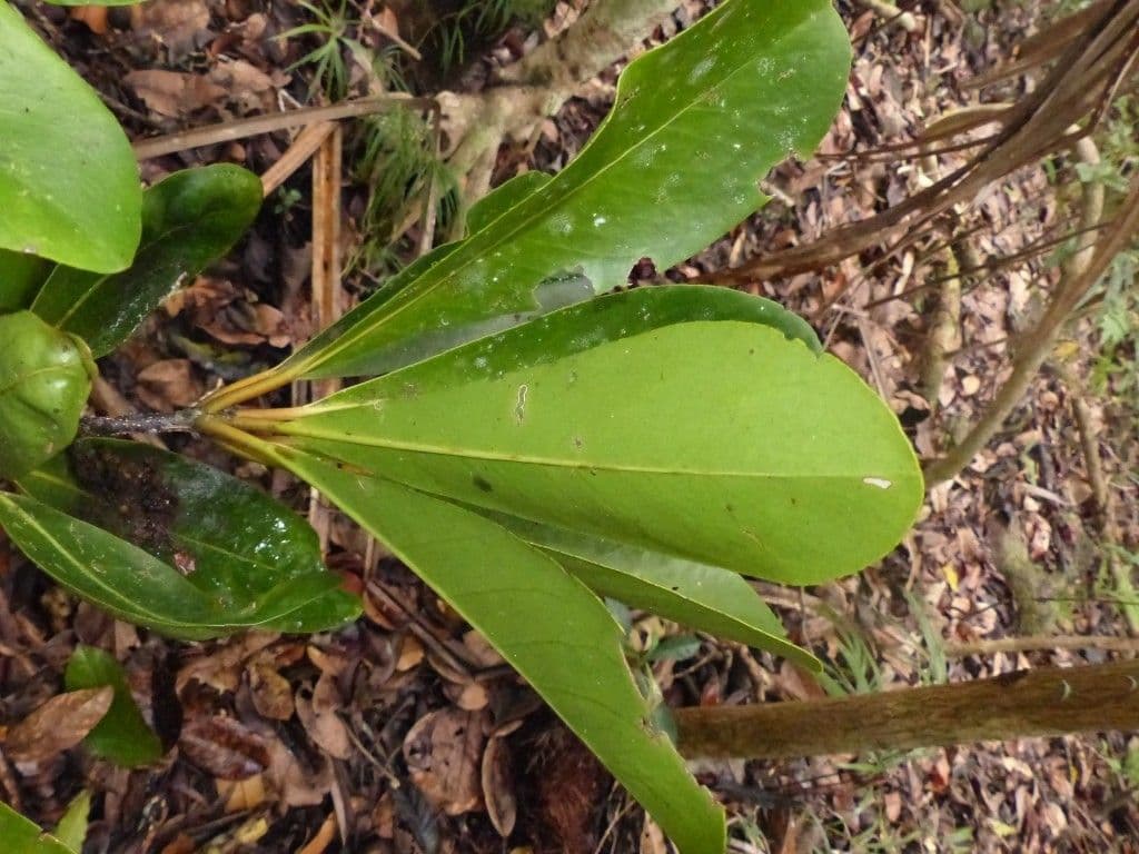 Vieillards Balanops 5