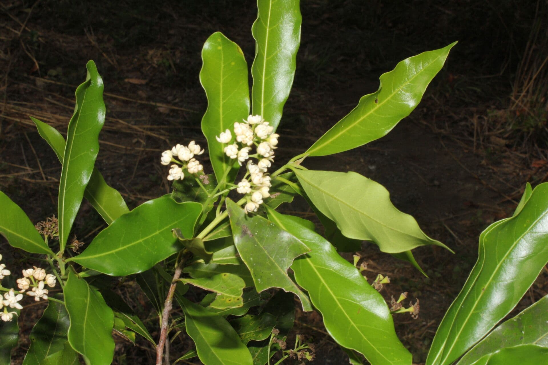 Veraguas-Mespilodaphne 14