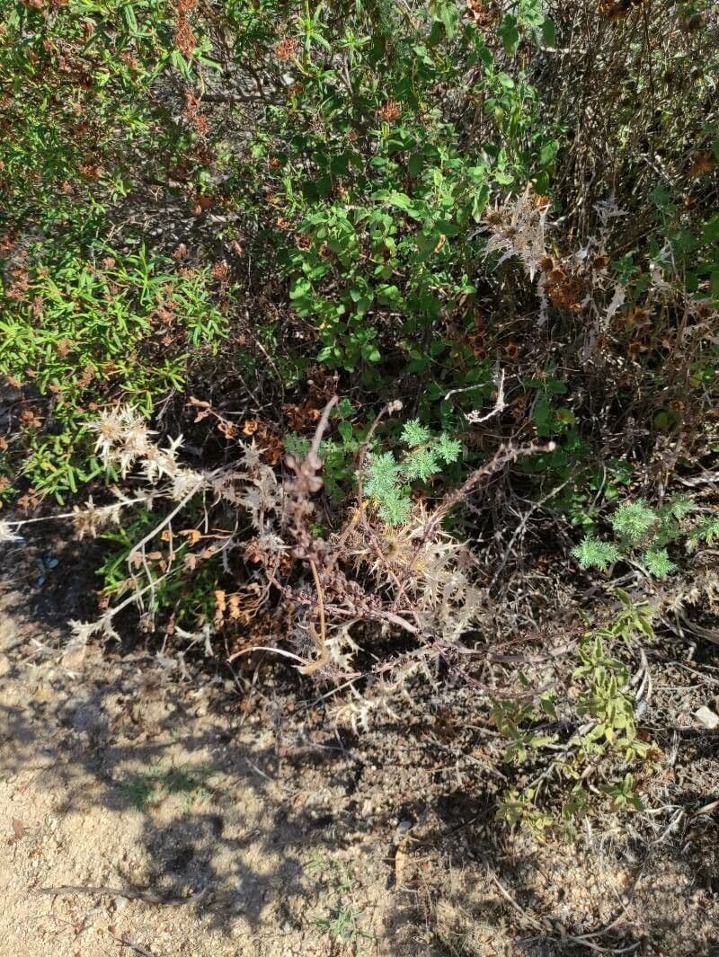 Achillea ligustica 3