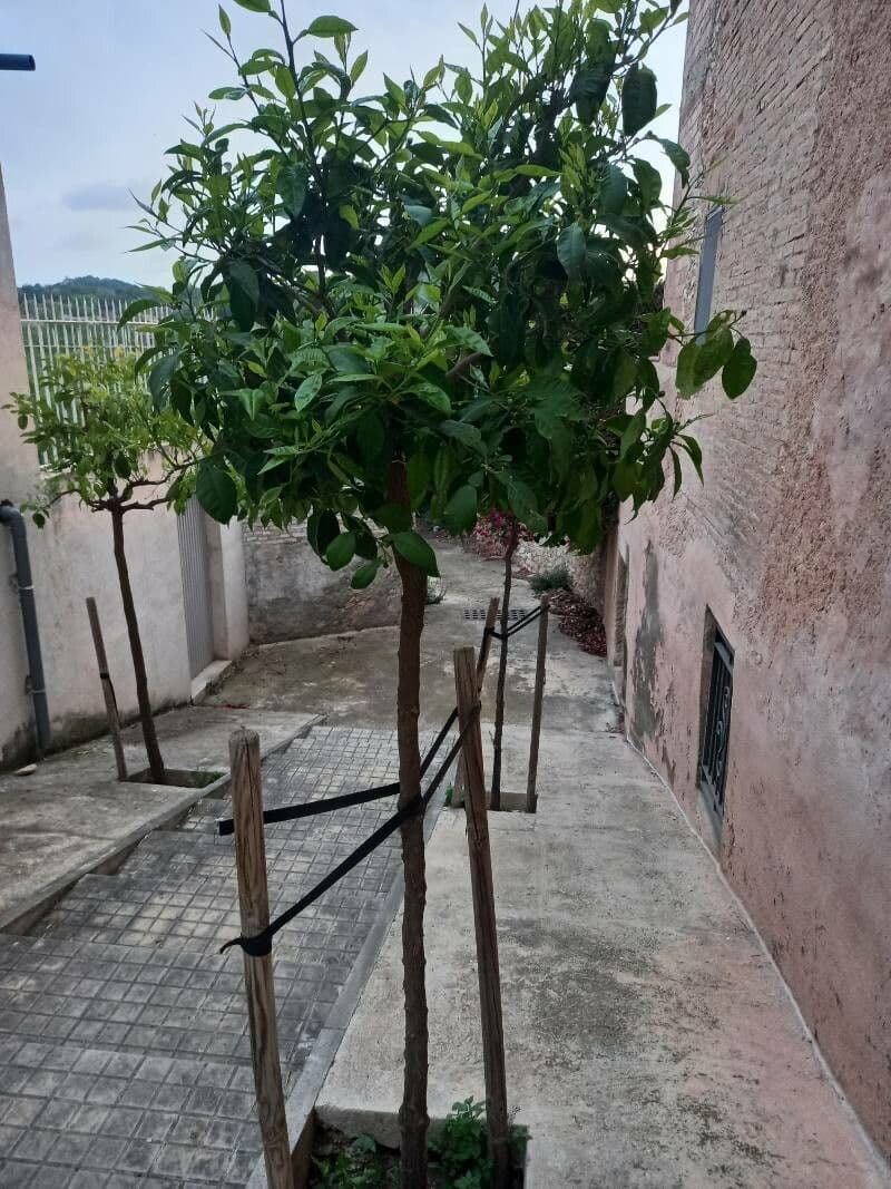 Cestrum nocturno 25