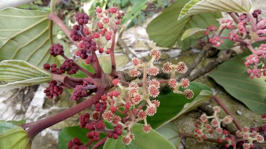 Coussapoa 6