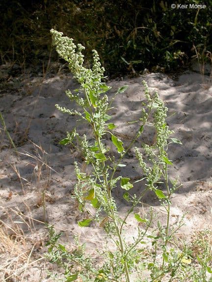 Chenopodium berlandieri 7