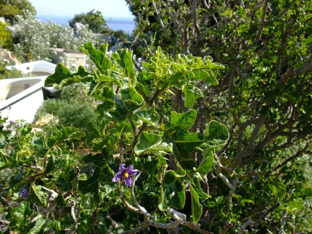 Solanum 21