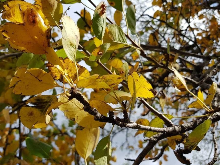 Birch-leaf pear 4